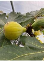Col de Dame Blanche stekken. Vijgenboom stekken, Tuin en Terras, Planten | Fruitbomen, Ophalen of Verzenden, Vijgenboom