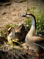 Chinese knobbelganzen, Dieren en Toebehoren, Pluimvee, Meerdere dieren, Gans of Zwaan