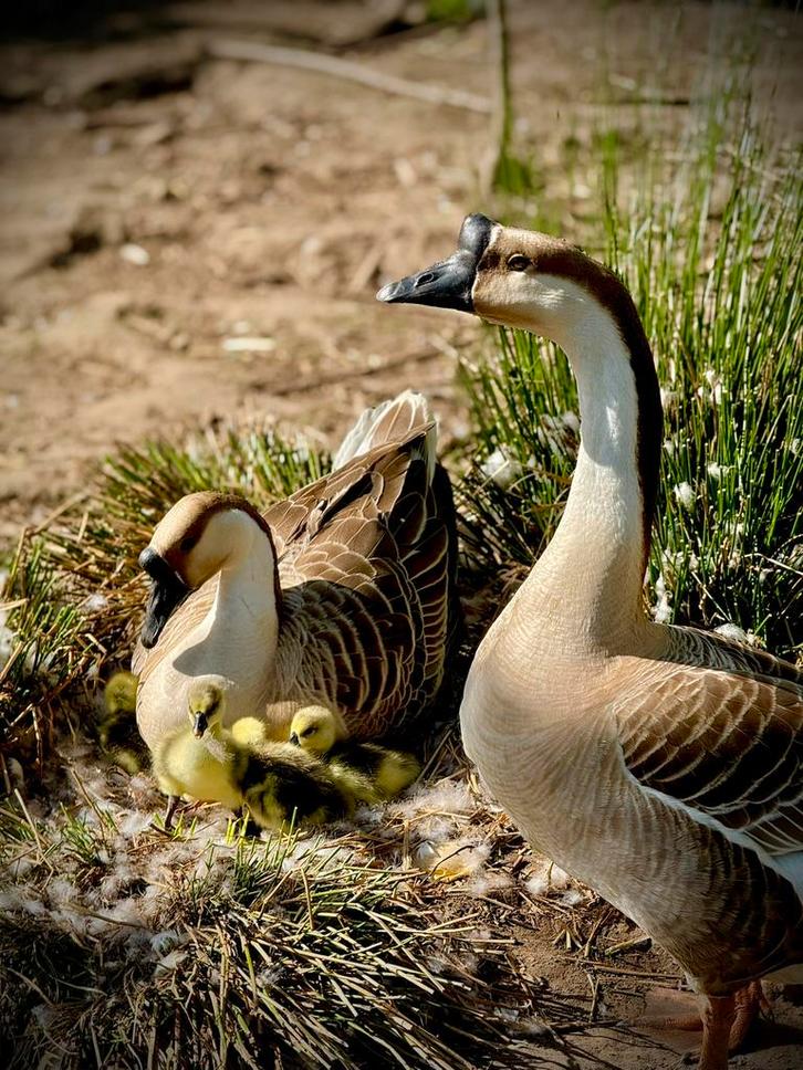 Chinese knobbelganzen, Animaux & Accessoires, Volatiles, Oie ou Cygne, Plusieurs animaux