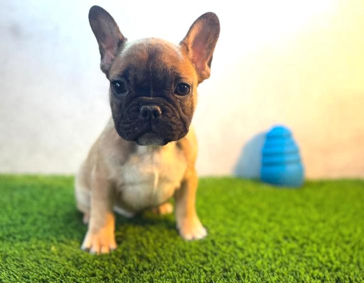 Prachtige Franse Bulldog Pup, Dieren en Toebehoren, Honden | Bulldogs, Pinschers en Molossers, Reu, Bulldog, Fokker | Hobbymatig