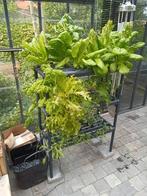hydrocultuur kweeksysteem voor groenten en kruiden, Tuin en Terras, Ophalen