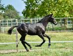 Beloftevol springveulen, Met stamboom, Springpaard, 0 tot 2 jaar, Hengst
