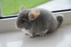 chinchilla 2 vrouwtjes, Dieren en Toebehoren, Knaagdieren, Augustus, Vrouwelijk, Chinchilla