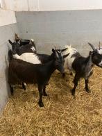 Jonge dwerggeitjes, Dieren en Toebehoren, Schapen, Geiten en Varkens, Vrouwelijk, Geit, 0 tot 2 jaar