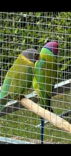 Perruche à tête de prunes, Plusieurs animaux, Perruche, Bagué
