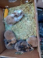 dwerg konijntjes, Dieren en Toebehoren, Dwerg