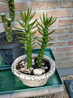 Ronde schijfcactus opuntia diverse groottes, Huis en Inrichting, Kamerplanten, Ophalen