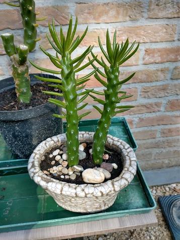 Ronde schijfcactus opuntia diverse groottes beschikbaar voor biedingen