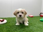 Nestje Lhasa Apso Pups, Dieren en Toebehoren, België, Overige rassen, CDV (hondenziekte), 8 tot 15 weken