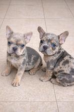 franse bulldog pups,reutjes,merle, Dieren en Toebehoren, België, Reu, 8 tot 15 weken, Meerdere