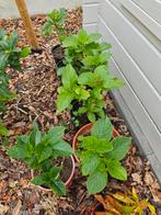 6 Hortensia adria plantjes, Tuin en Terras, Ophalen