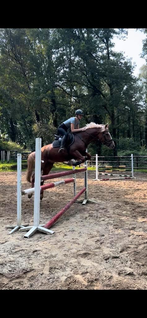 Bomproeve merrie van 14 jaar te koop, Animaux & Accessoires, Chevaux, Jument, Moins de 160 cm, 11 ans ou plus, Cheval de récréation