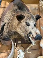 Taxidermie everzwijn kop prachtig en groot, Enlèvement ou Envoi