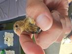 Parva  x kanarie     Metis bastarde, Dieren en Toebehoren, Vogels | Overige Vogels