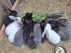 Vlaamse reuzen, Meerdere dieren, Groot, 0 tot 2 jaar
