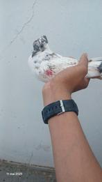 Pigeon