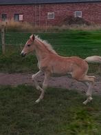 Haflinger hengst veulen en jaarling merrie, Dieren en Toebehoren, E pony (1.48m - 1.57m), Gechipt, 0 tot 2 jaar, L