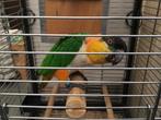 Zwartkop caique, Dieren en Toebehoren, Mannelijk, Papegaai, Geringd