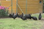Jonge leghorn kippen hennen, Dieren en Toebehoren, Pluimvee, Vrouwelijk, Kip