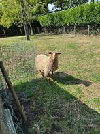 Ooi houtland schaap, Dieren en Toebehoren, Vrouwelijk, Schaap, 0 tot 2 jaar