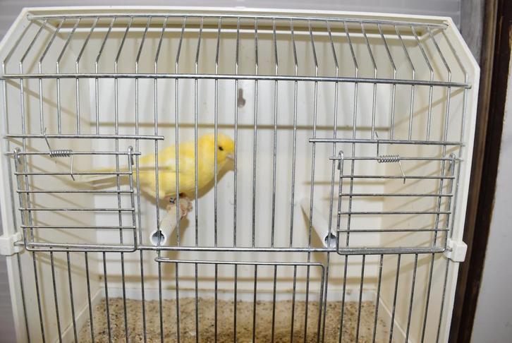 kanaries split voor rec wit 2025 man en pop, Dieren en Toebehoren, Vogels | Kanaries, Kleurkanarie, Meerdere dieren