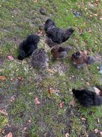 Zijdehoen kippen, Dieren en Toebehoren, Meerdere dieren