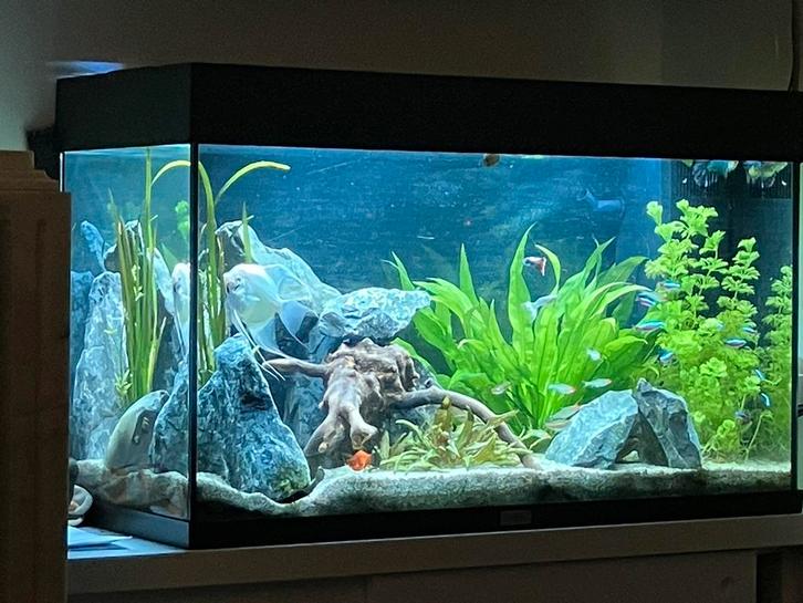 Juwel Rio 125, Animaux & Accessoires, Poissons | Aquariums & Accessoires, Utilisé, Enlèvement