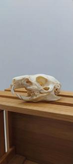 Crâne de cochon d'Inde cabinet de curiosités, Enlèvement ou Envoi, Crâne