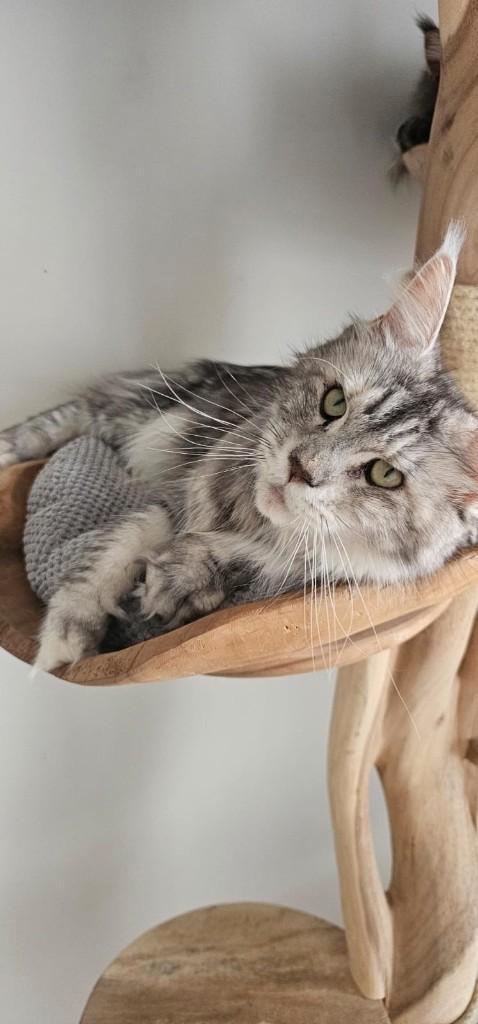 Prachtig maine coon poes met stamboom herplaatser, Dieren en Toebehoren, Katten en Kittens | Raskatten | Langhaar, Poes, 3 tot 5 jaar