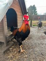 Mooie haan, Animaux & Accessoires, Mâle, Poule ou poulet