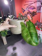 Philodendron paraiso verde bladstek, Huis en Inrichting, Kamerplanten, Ophalen of Verzenden