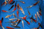 gevr. gratis koi, Dieren en Toebehoren, Vissen | Vijvervissen, Karper of Koi