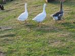 2 jonge witte  ganzen, Dieren en Toebehoren, Pluimvee, Geslacht onbekend, Gans of Zwaan