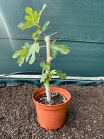 Vijgenplanten Brown Turkey - 3 jaar met vruchten, Ophalen, In pot, Zomer