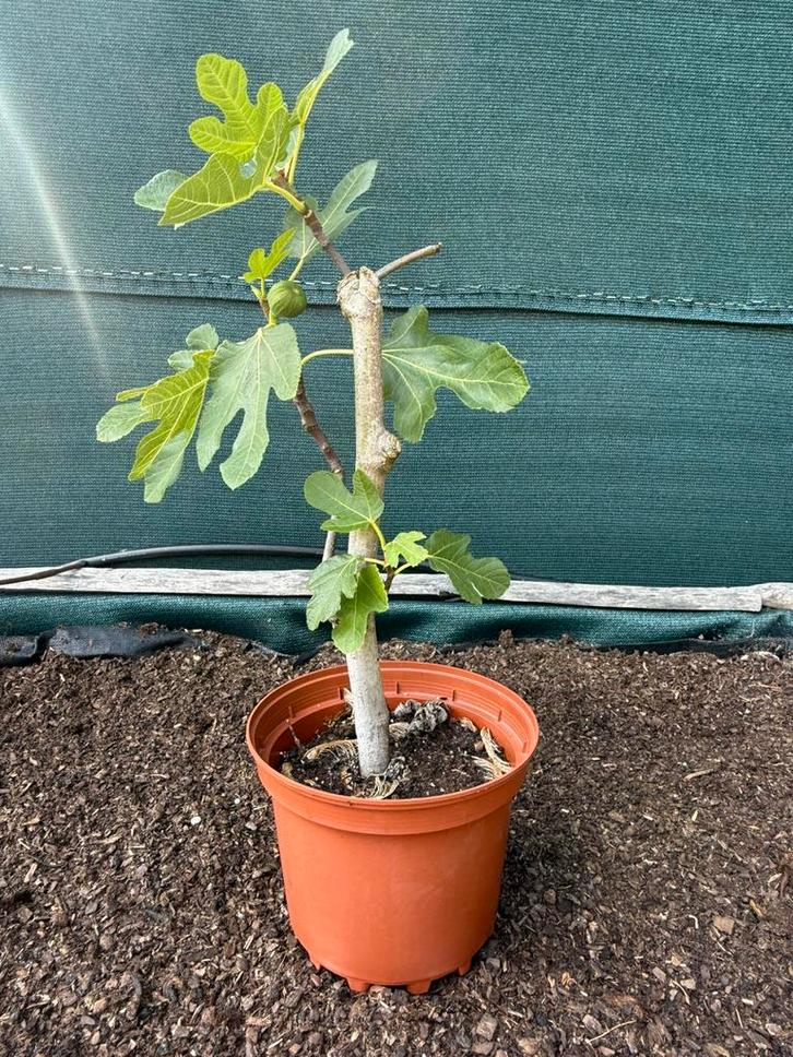 Vijgenplanten Brown Turkey - 3 jaar met vruchten, Tuin en Terras, Planten | Fruitbomen, Zomer, In pot, Ophalen