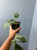 Monstera minima