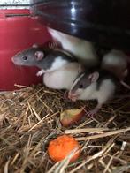 Tamme ratjes, Dieren en Toebehoren, Meerdere dieren, Rat, Tam