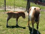 Shetlandpony hengstveulen, Dieren en Toebehoren, Niet van toepassing, 0 tot 2 jaar, Hengst, A pony (tot 1.17m)