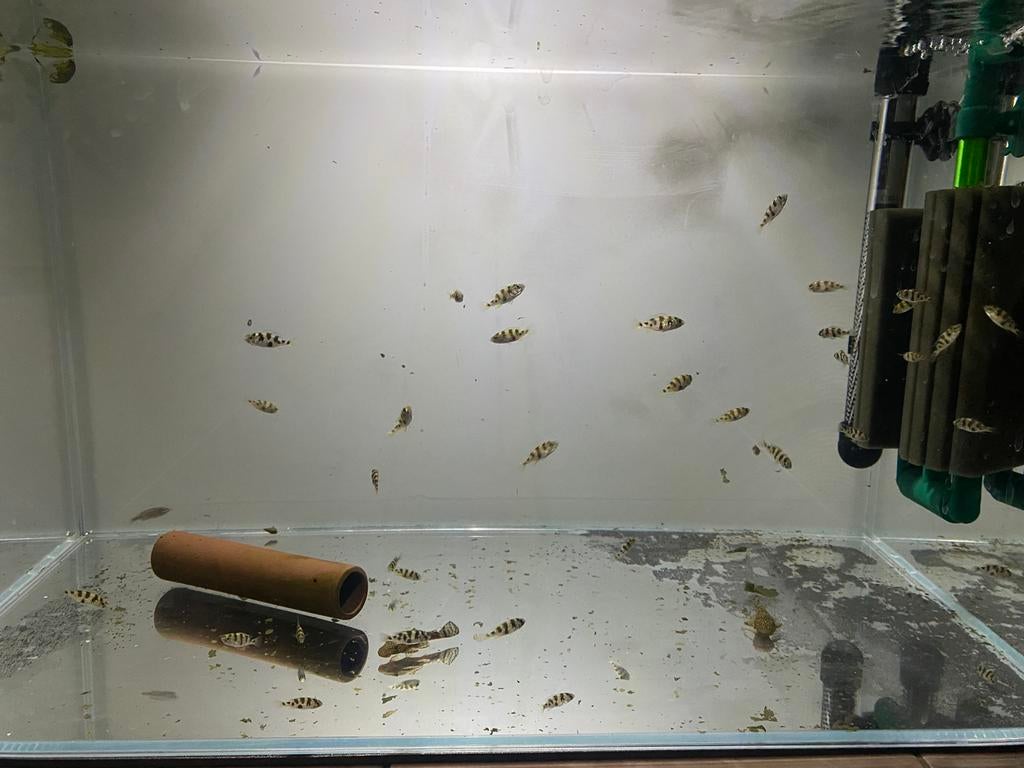 Cichliden Astatotilapia latifasciata zebra obliquidens, Vis, Zoetwatervis