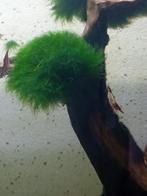 AQUARIUM, Dieren en Toebehoren, Vissen | Aquaria en Toebehoren, Ophalen