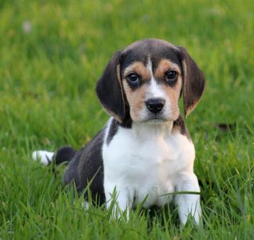 Chiots Beagle disponible aux enchères