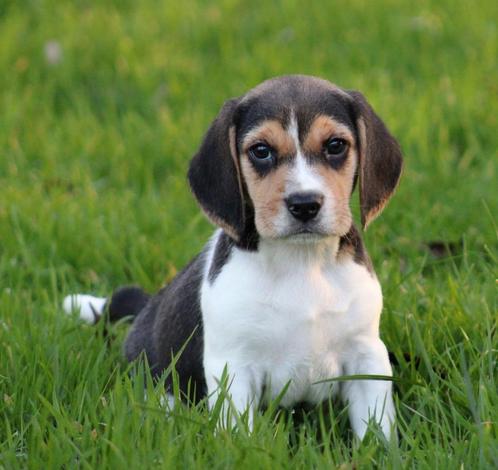 Chiots Beagle, Animaux & Accessoires, Chiens | Beagles, Bassets & Chiens courants, Plusieurs animaux, Beagle, Éleveur | Professionnel