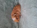 Nederland! Jonge cavia beertjes, Dieren en Toebehoren, Knaagdieren, Cavia, Mannelijk, Tam, Oktober