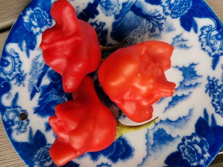 5 zaden zeer milde chili peper Rocotillo, Tuin en Terras, Bloembollen en Zaden, Zaad, Voorjaar, Volle zon, Verzenden