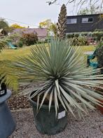 Yucca Rigida in bloei, Ophalen