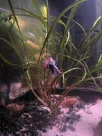 Mannelijke mooie grote guppy's, Dieren en Toebehoren