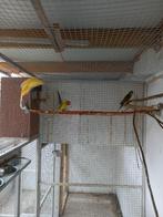 vogel rubino rosella  - pruimkoppen, Meerdere dieren, Parkiet, Geringd