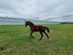 Super knap en groot merrieveulen van Patheon !, Dieren en Toebehoren, Paarden, Merrie