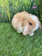 Nederlands hangoorkonijntje /minilop, Dieren en Toebehoren, Konijnen, Vrouwelijk, Klein, Hangoor, 0 tot 2 jaar