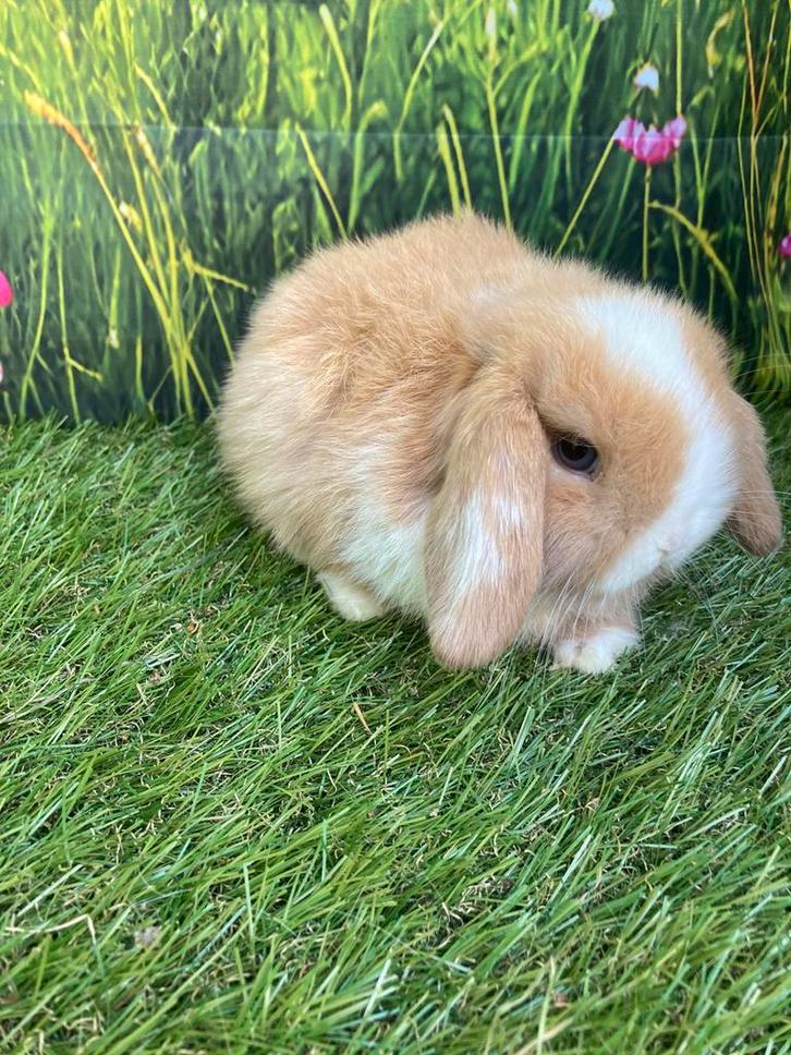 Nederlands hangoorkonijntje /minilop, Dieren en Toebehoren, Konijnen, Klein, Vrouwelijk, 0 tot 2 jaar, Hangoor